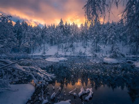 Wallpaper Winter Snow Forest Trees Ringerike Norway