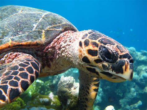 Considered by many to be the most beautiful of sea turtles for their colorful shells, the hawksbill is found in tropical waters around the. Sea Turtles Of The Indian Ocean | Olive Ridley Project