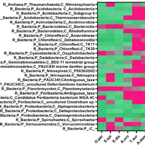 Heat Map Comparing The Abundance Of The Most Representative Bacterial Download Scientific