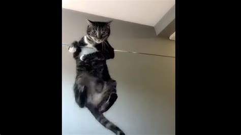 Gymnastic Cute Cat Youtube