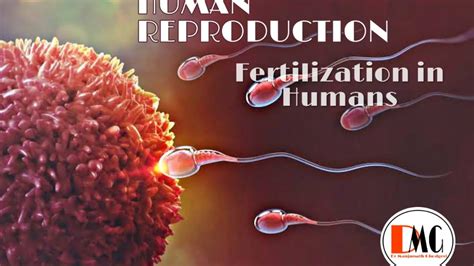 Human Reproductionfertilization In Humansclass12kcetneetaiims