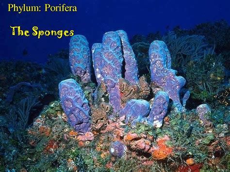 Porifera Phylum Porifera The Sponges 12 1 Advent Of Sea Life