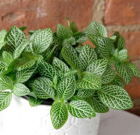 10 Best Low Light Indoor Plants To Grow The Garden Glove