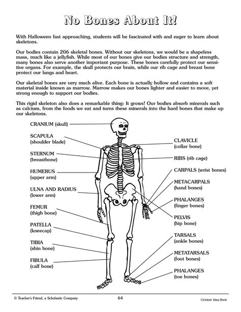 Calaméo Human Body No Bones