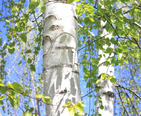 Beautiful Landscape With Young Juicy Green Birches With Green Leaves