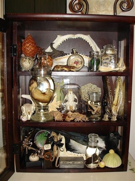 Cabinet Of Curiosities A Complete And Full Victorian Curiosity