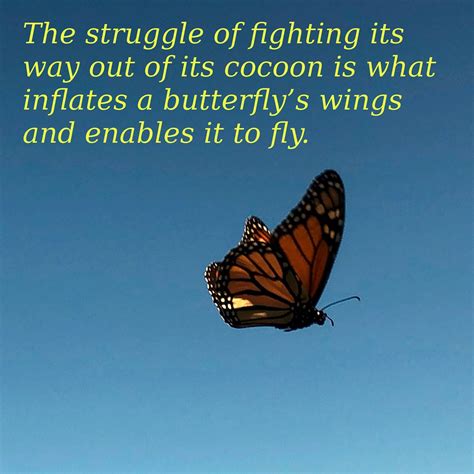 Butterfly Struggle | The struggle of fighting its way out 