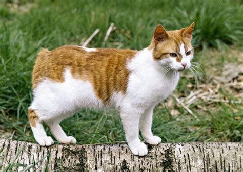 The Manx Cat Breeds Purebred Cats Cat Breeder