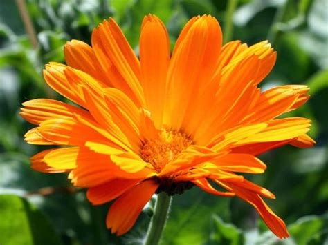 We did not find results for: 28 Best Colorful Annual Flowers That Bloom All Year Round ...