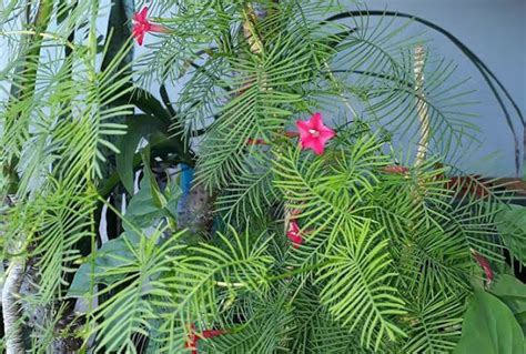 පඹ Pamba Lygodium Flexuosum අපේ ඔසුපැළ Medicinal Plants Of Sri Lanka