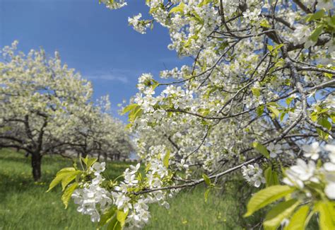 2024 Awesome Guide To Traverse City Cherry Blossoms