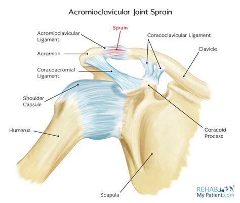 Acromioclavicular Joint Ligaments