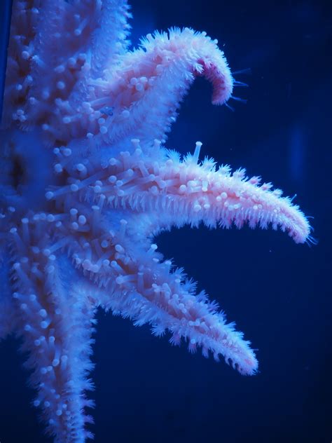 Free Images Sea Water Nature Star Blue Starfish Coral