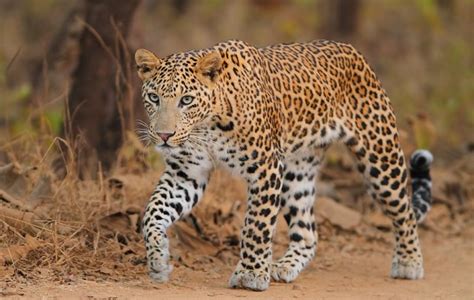 Leopard The Most Amazing And Dangerous Animal