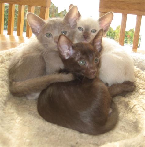 Not until a group of cat lovers dedicated their time to develop the standards for chocolate points. Chocolate point male Siamese kitten for sale | New Milton ...