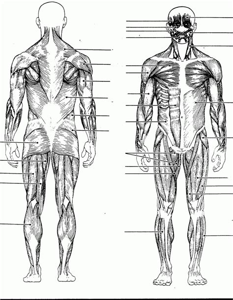 Body Muscles Labelled Muscles Diagrams Diagram Of Muscles And