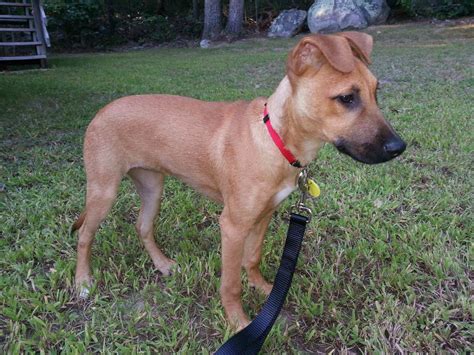 Check spelling or type a new query. Black Mouth Cur - My Dog Breeders - Part 9
