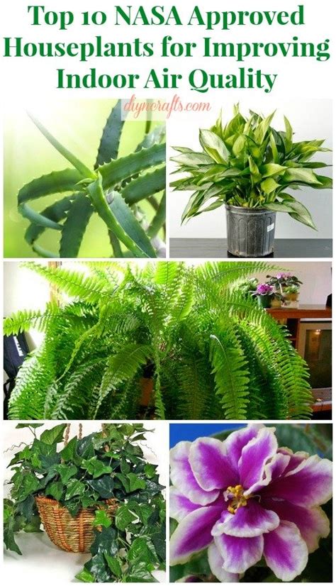 Top 10 Nasa Approved Houseplants For Improving Indoor Air Quality