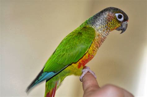 Green Cheek Conure Facts Size Color Diet Lifespan Price Birds