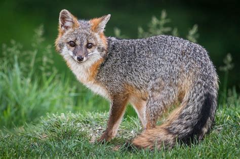 Fast Facts About Foxes That Will Leave You Spellbound