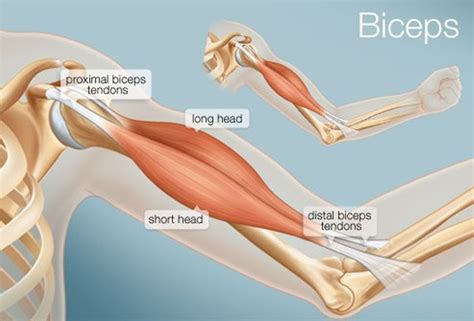 The Biceps Human Anatomy Function Diagram Conditions And More