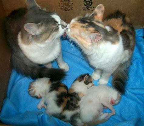 Mom And Dad Cat Kiss While Watching Over Their Babies Probably The