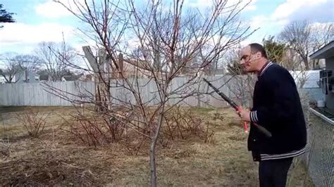 How To Prune A Dwarf Peach Tree Part One Youtube