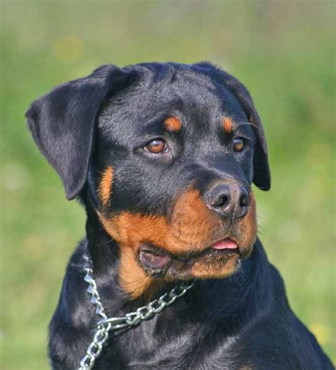 Dog's life and the names are the last thing on your lists of things to do. Rottweiler Names: Male And Female Names For Rotties ...