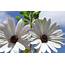 Pretty White Daisies HD Wallpaper  Background Image 2048x1296