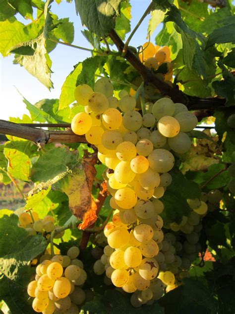 Free Images : nature, sun, grape, vine, white, fruit, sweet, flower