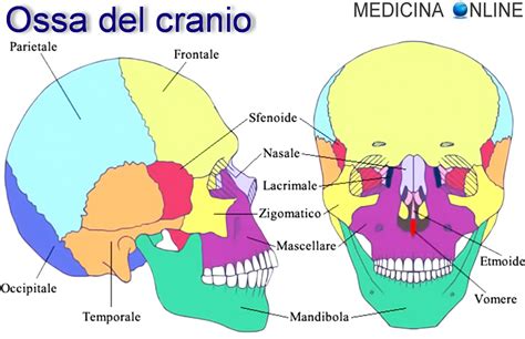 Cranio E Base Cranica Ossa Anatomia E Funzioni Medicina Online My Xxx Hot Girl