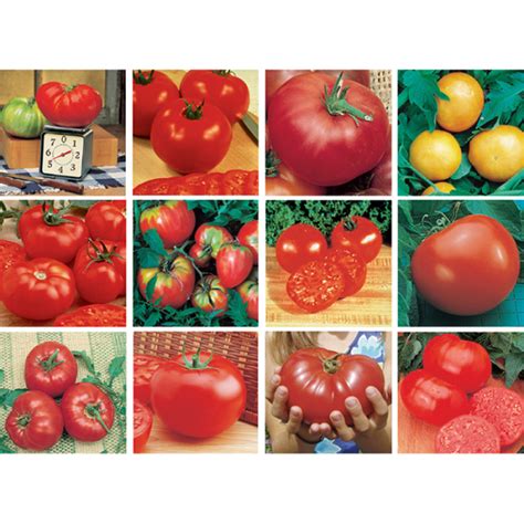 Top 12 Collection Pepper Plants Totally Tomatoes