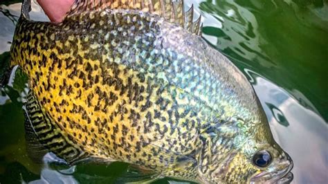 Spring Crappie Fishing 2020 Slabs Youtube