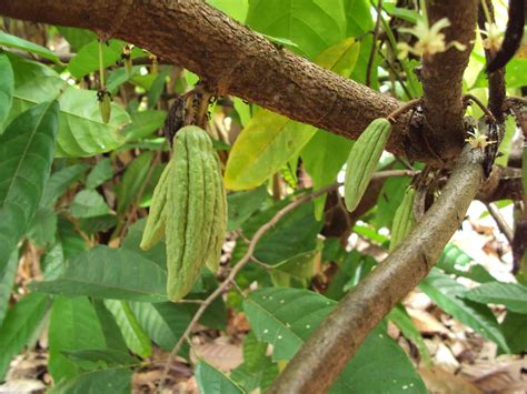 Sebiji buah koko mengandungi antara 40 hingga 50 biji koko yang akan digunakan untuk membuat coklat. Hang Kebun: KOKO