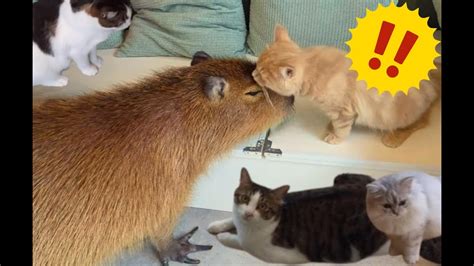 Interact With Capybaras And Cats Enjoy The Capy Cat Café Experience