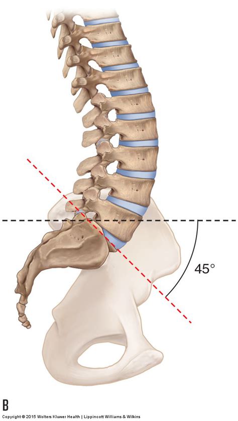 Lumbosacral Spine Archives Learn Muscles