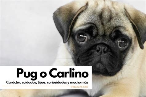 Pug O Carlino Conoce La Raza De Pero Más Adorable Feelcats