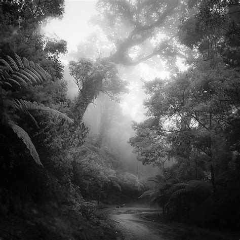 Rain Forest Photography By Hengki Koentjoro Amazing Nature