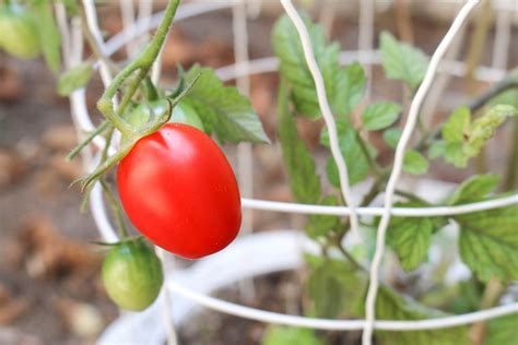 4 Easy Ways To Support Your Growing Tomatoes Dengarden