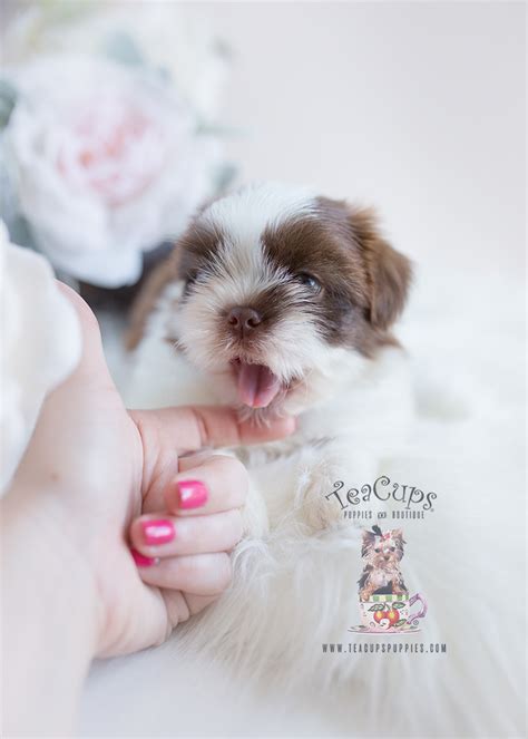 Shih Tzu Puppies South Florida Teacup Puppies And Boutique