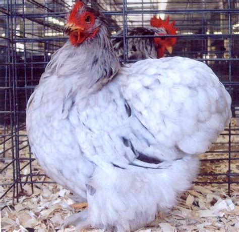 Splash Cochin Bantam Chickens For Sale Cackle Hatchery