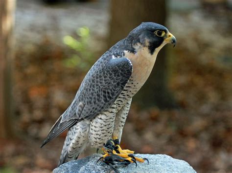 Birds Of The World Falcons Falconidae