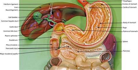 Digestive Flat Board Digestive System Model Basic Anatomy And