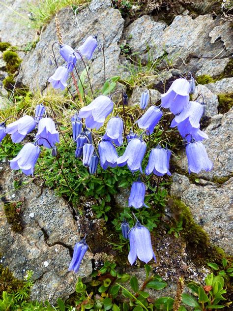 Austria Wildflowers Of The Austrian Alps Travel2unlimited