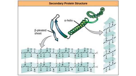 Maybe you would like to learn more about one of these? Protein structure: Primary, secondary, tertiary ...