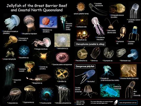Zoology What Are The Identifying Characteristics Of A Jellyfish
