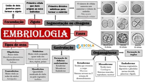 Mapa Conceptual Embriologia Kulturaupice