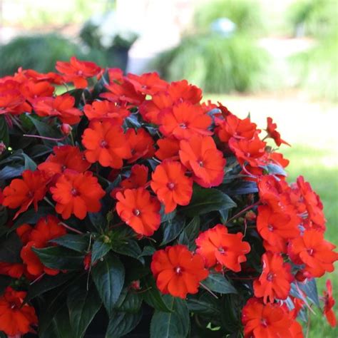 Maybe you would like to learn more about one of these? New Guinea impatiens SunStanding series - Greenhouse ...