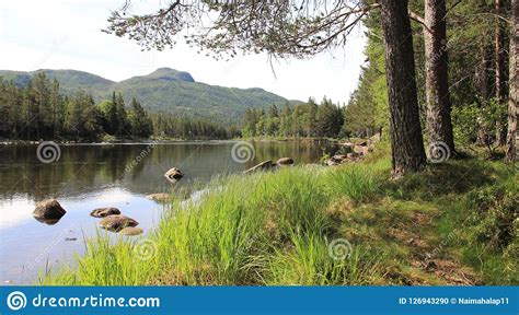 River And Mountains View With Pine Forest Stock Photo