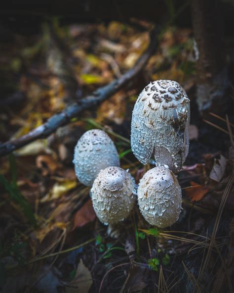 Shaggy Mane Coprinus Comatus Barefoot Brian